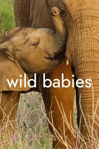 Wild Babies cover